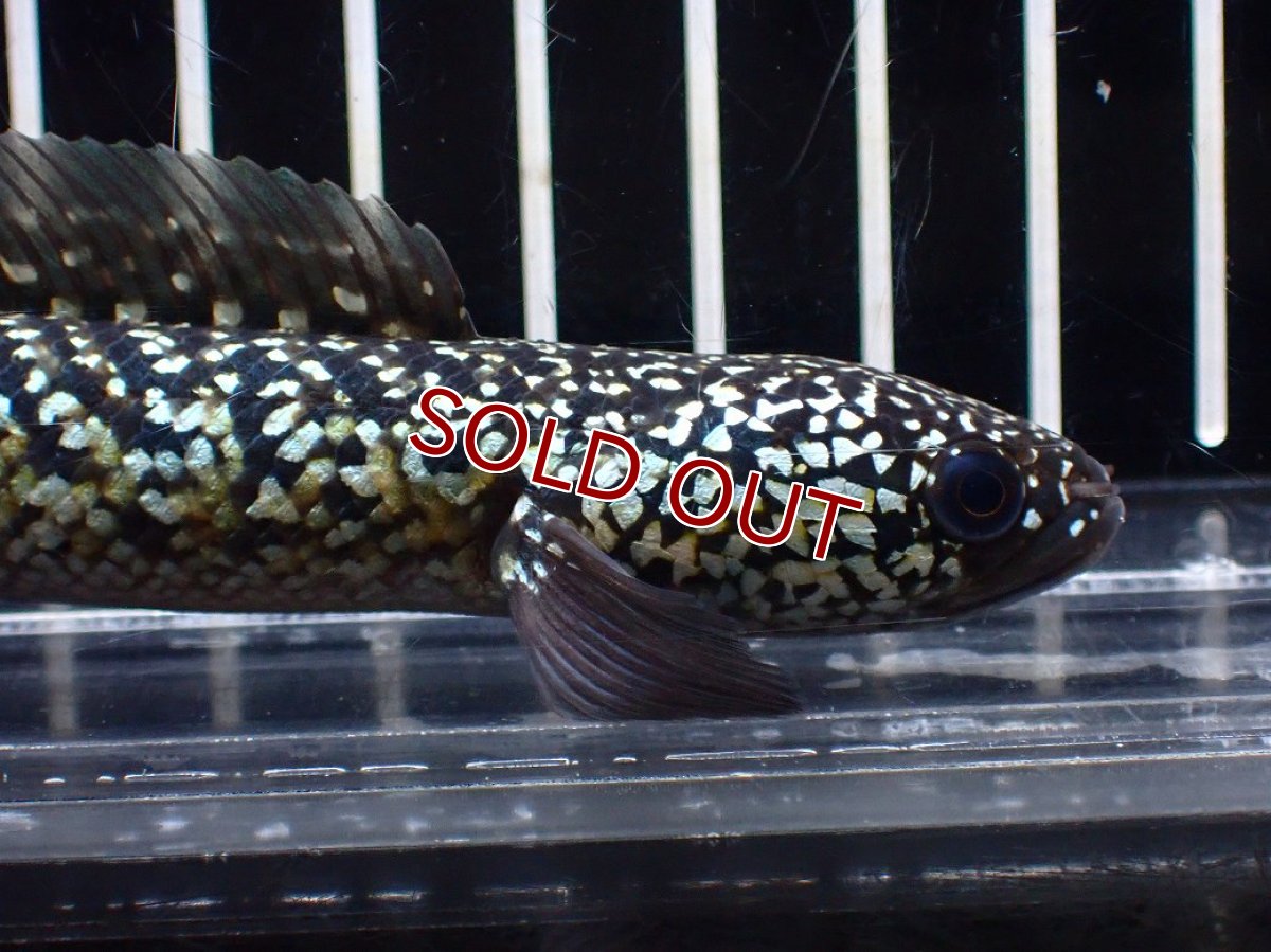 画像2: 【淡水魚】【通販】激レア No2 火山雷龍(Fire mountain)【個体販売】(±13cm)(生体)(熱帯魚)NKO (2)