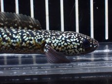 画像2: 【淡水魚】【通販】激レア No1 火山雷龍(Fire mountain)【個体販売】(±13cm)(生体)(熱帯魚)NKO (2)
