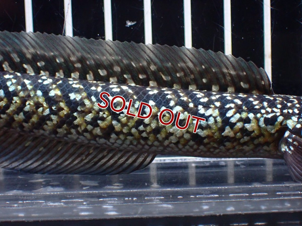 画像3: 【淡水魚】【通販】激レア No2 火山雷龍(Fire mountain)【個体販売】(±13cm)(生体)(熱帯魚)NKO (3)