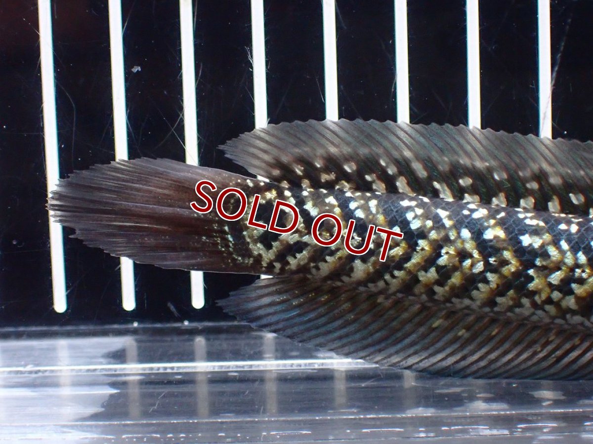 画像4: 【淡水魚】【通販】激レア No2 火山雷龍(Fire mountain)【個体販売】(±13cm)(生体)(熱帯魚)NKO (4)