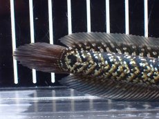 画像4: 【淡水魚】【通販】激レア No1 火山雷龍(Fire mountain)【個体販売】(±13cm)(生体)(熱帯魚)NKO (4)