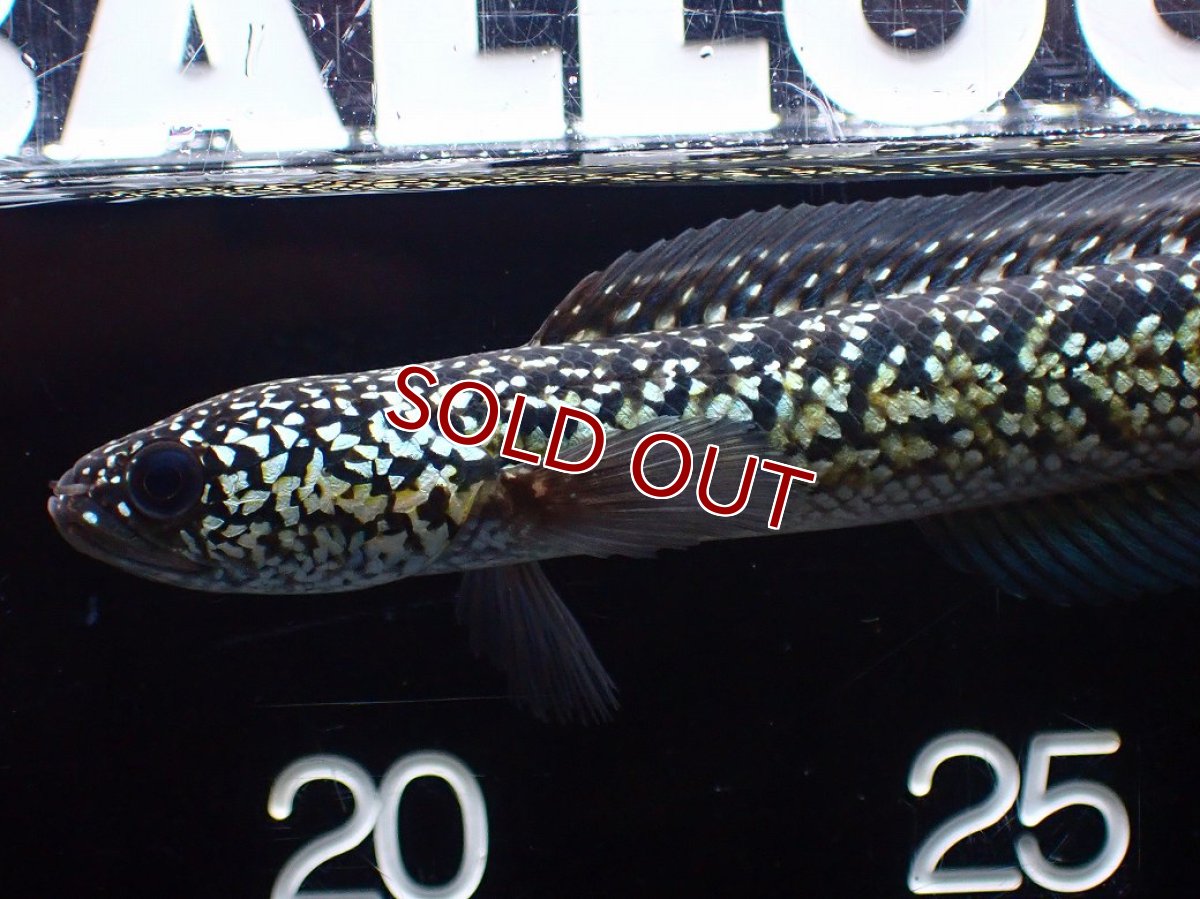 画像6: 【淡水魚】【通販】激レア No2 火山雷龍(Fire mountain)【個体販売】(±13cm)(生体)(熱帯魚)NKO (6)