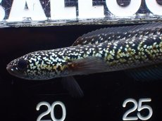 画像6: 【淡水魚】【通販】激レア No1 火山雷龍(Fire mountain)【個体販売】(±13cm)(生体)(熱帯魚)NKO (6)