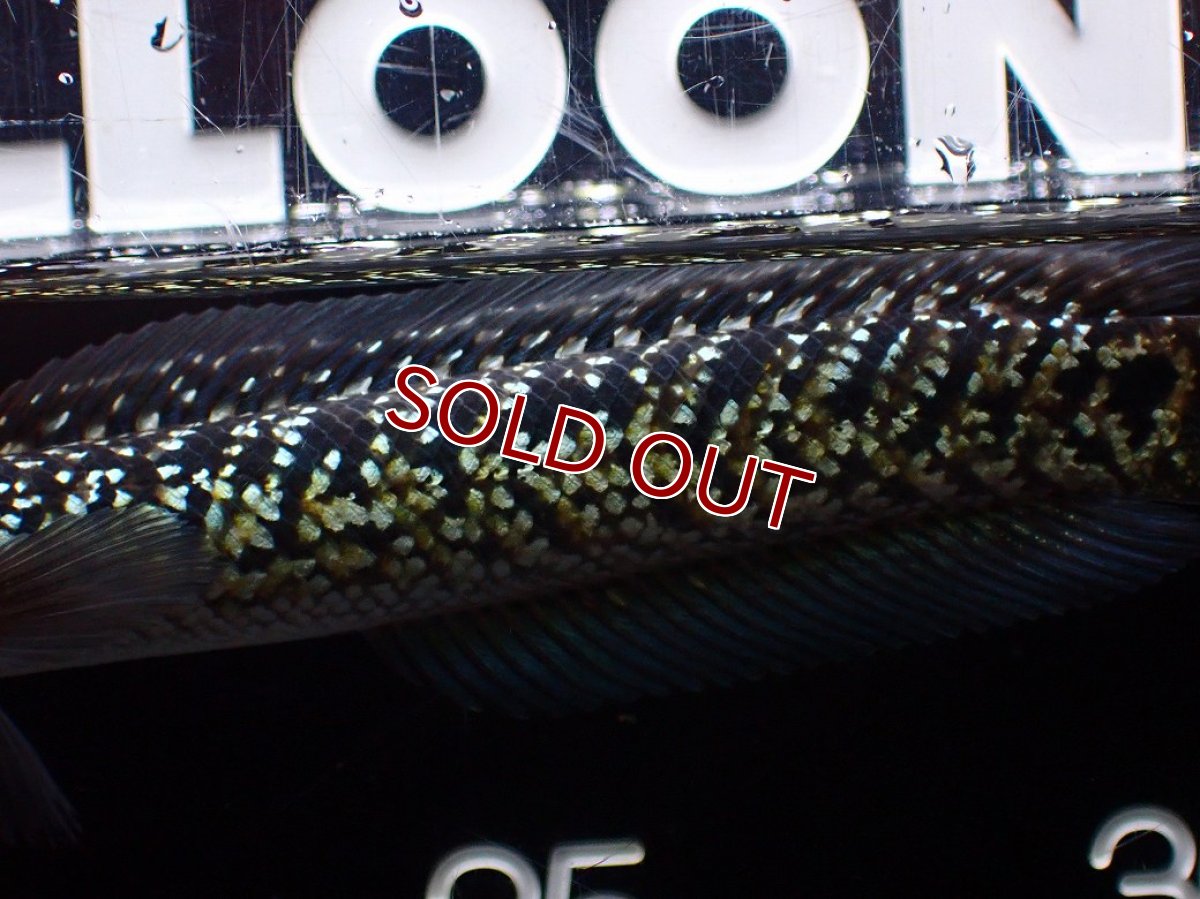 画像7: 【淡水魚】【通販】激レア No2 火山雷龍(Fire mountain)【個体販売】(±13cm)(生体)(熱帯魚)NKO (7)