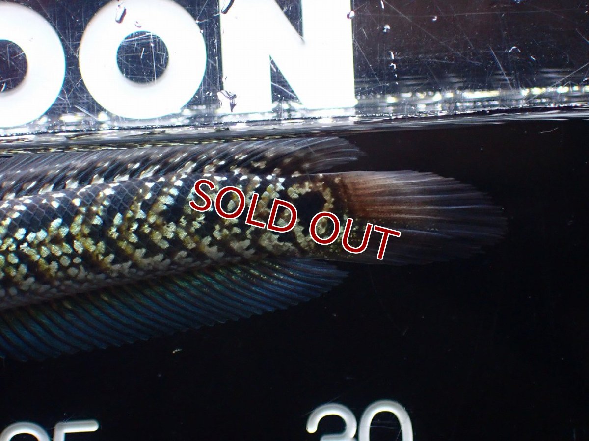 画像8: 【淡水魚】【通販】激レア No2 火山雷龍(Fire mountain)【個体販売】(±13cm)(生体)(熱帯魚)NKO (8)