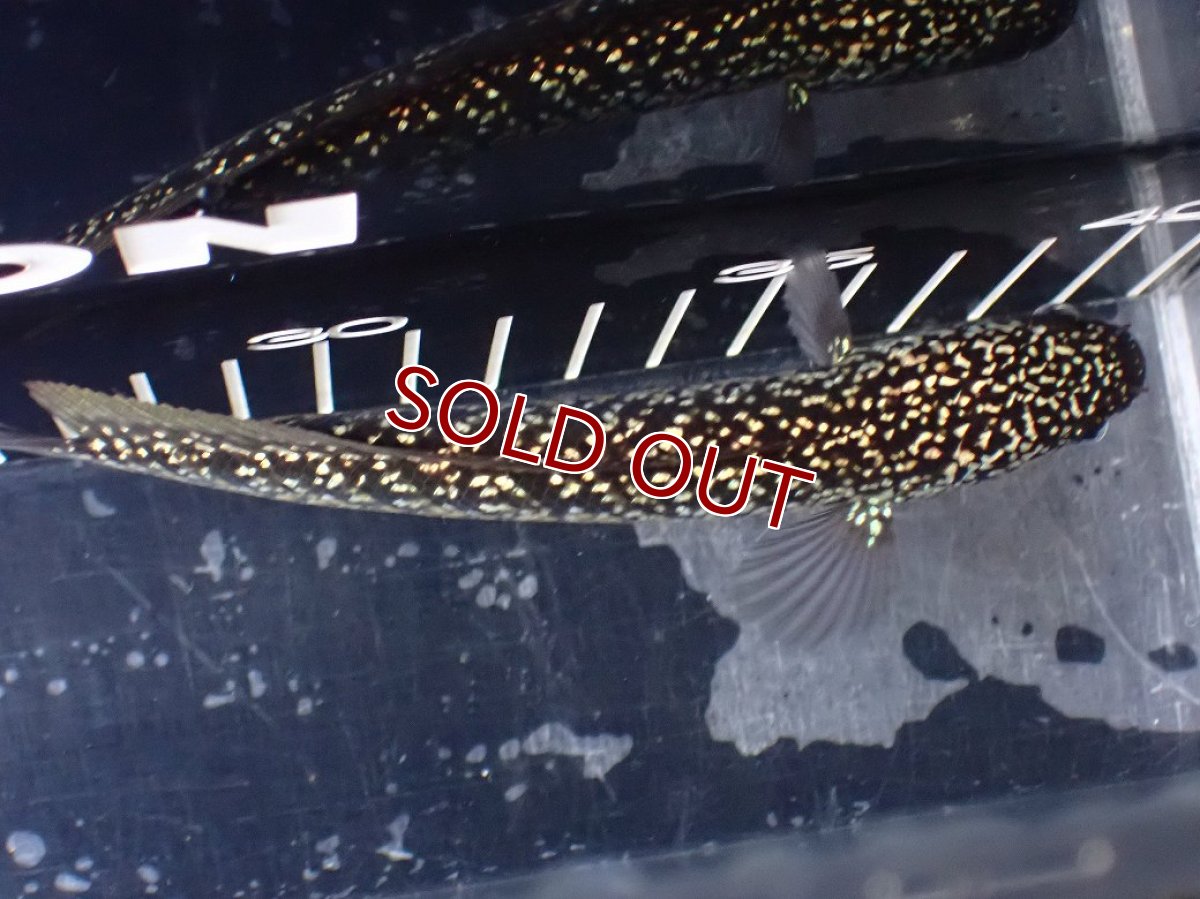 画像9: 【淡水魚】【通販】激レア No2 火山雷龍(Fire mountain)【個体販売】(±13cm)(生体)(熱帯魚)NKO (9)