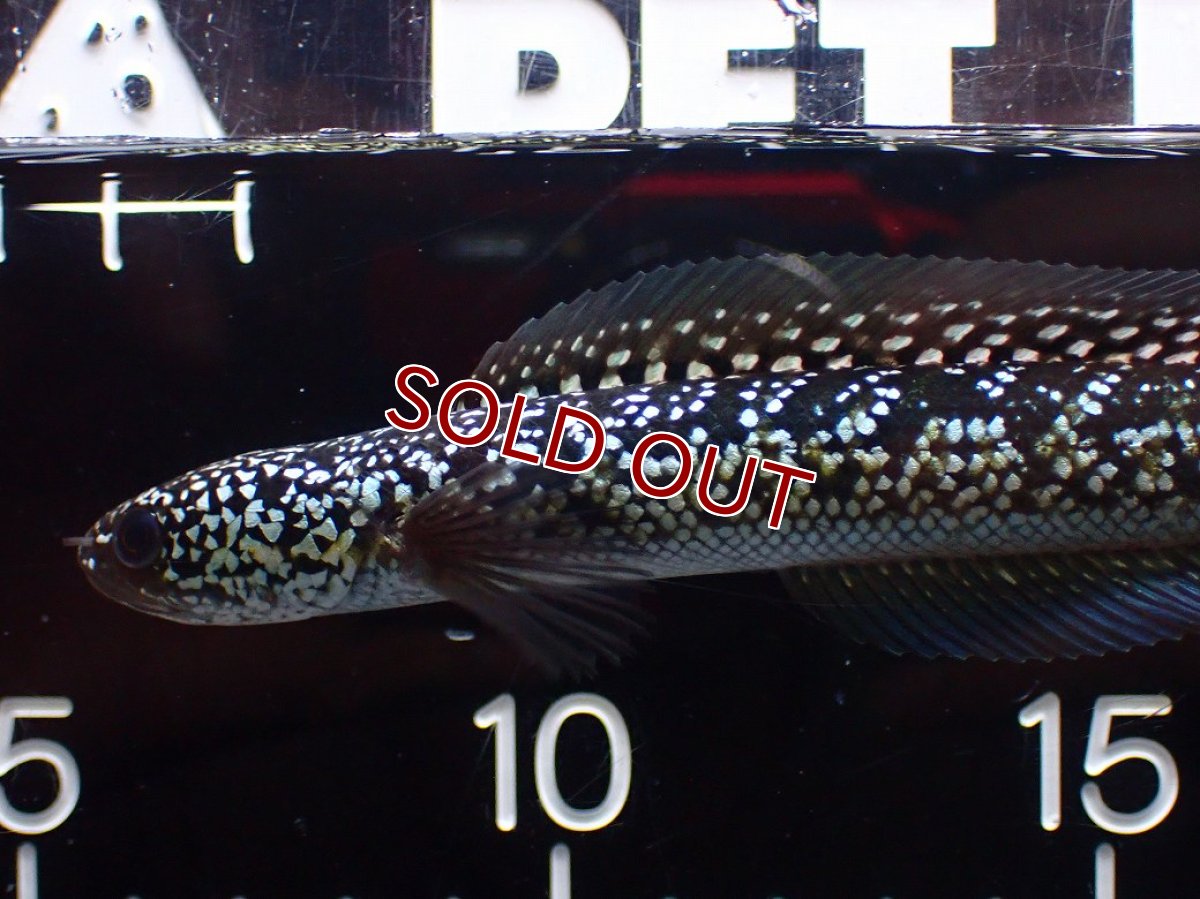 画像2: 【淡水魚】【通販】激レア No2 火山雷龍(Fire mountain)【個体販売】(±13cm)(生体)(熱帯魚)NKO (2)