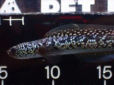 画像2: 【淡水魚】【通販】激レア No2 火山雷龍(Fire mountain)【個体販売】(±13cm)(大型魚・スネークヘッド)(生体)(熱帯魚)NKO (2)