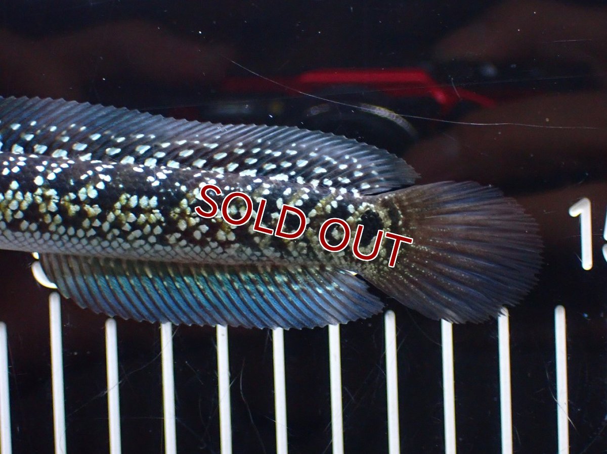 画像4: 【淡水魚】【通販】激レア No2 火山雷龍(Fire mountain)【個体販売】(±13cm)(生体)(熱帯魚)NKO (4)