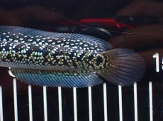 画像4: 【淡水魚】【通販】激レア No2 火山雷龍(Fire mountain)【個体販売】(±13cm)(大型魚・スネークヘッド)(生体)(熱帯魚)NKO (4)