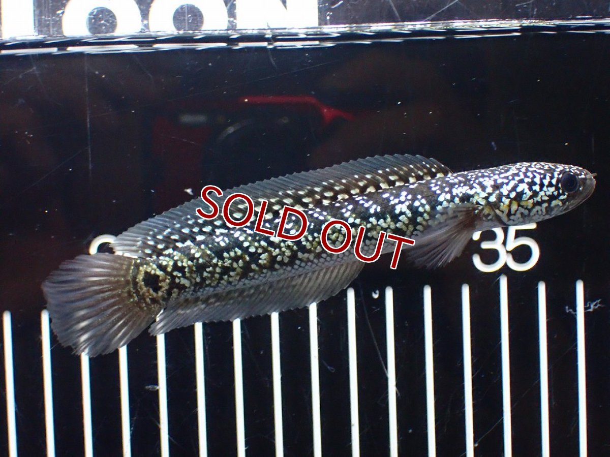 画像5: 【淡水魚】【通販】激レア No2 火山雷龍(Fire mountain)【個体販売】(±13cm)(生体)(熱帯魚)NKO (5)