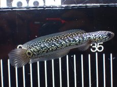 画像5: 【淡水魚】【通販】激レア No2 火山雷龍(Fire mountain)【個体販売】(±13cm)(大型魚・スネークヘッド)(生体)(熱帯魚)NKO (5)