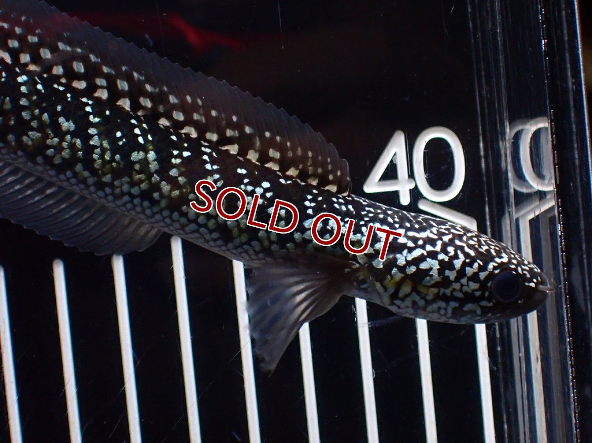 画像6: 【淡水魚】【通販】激レア No2 火山雷龍(Fire mountain)【個体販売】(±13cm)(生体)(熱帯魚)NKO (6)