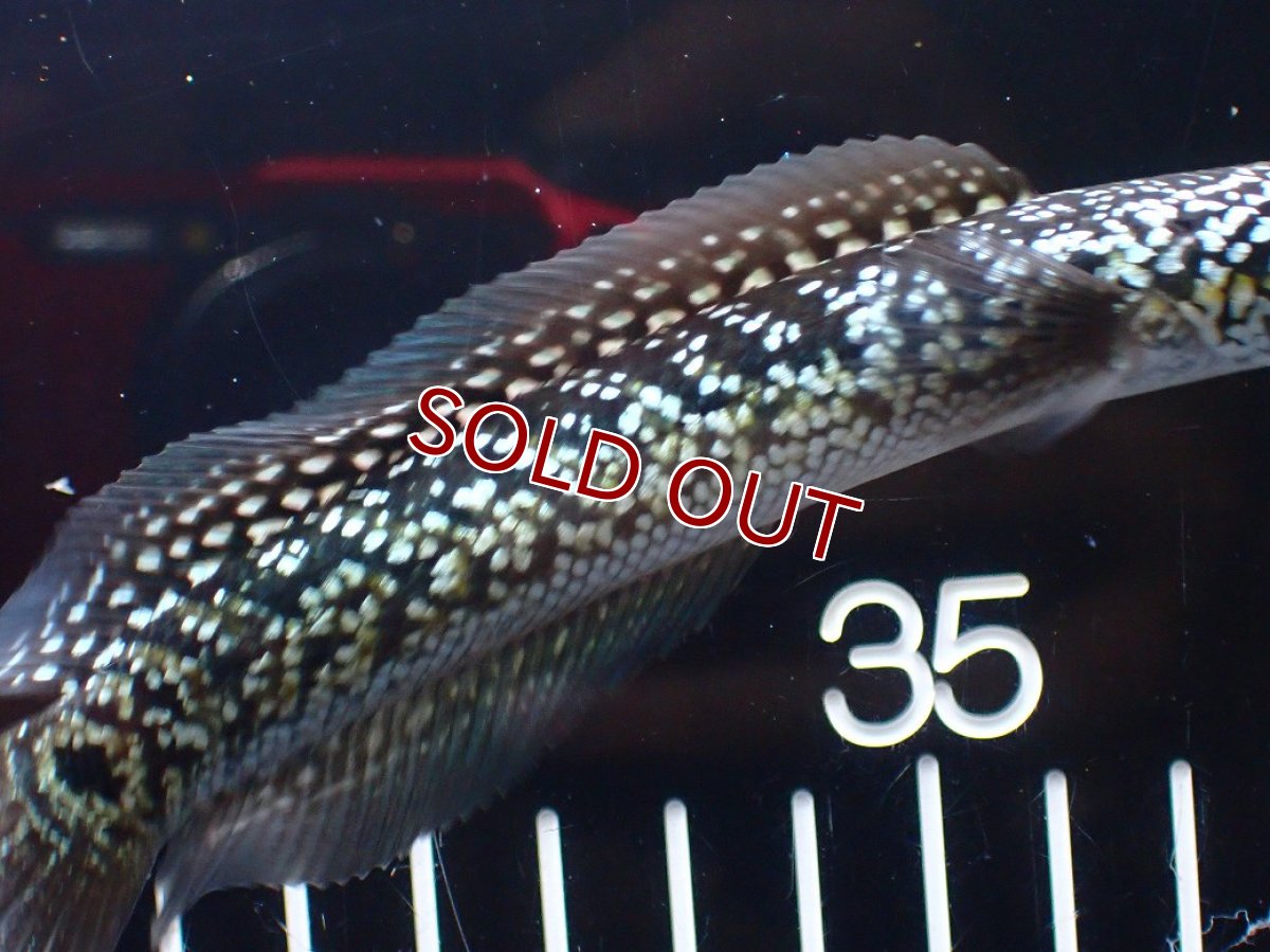 画像7: 【淡水魚】【通販】激レア No2 火山雷龍(Fire mountain)【個体販売】(±13cm)(生体)(熱帯魚)NKO (7)