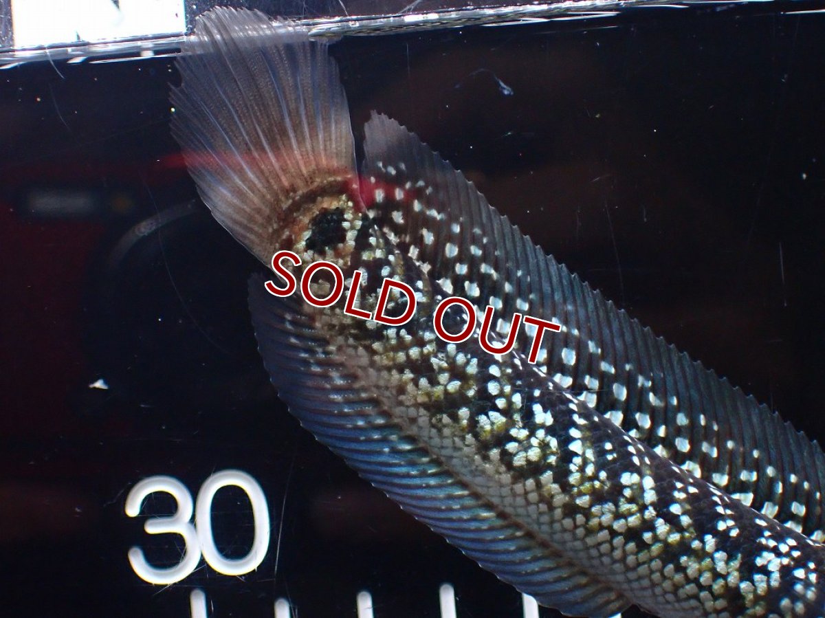 画像8: 【淡水魚】【通販】激レア No2 火山雷龍(Fire mountain)【個体販売】(±13cm)(生体)(熱帯魚)NKO (8)