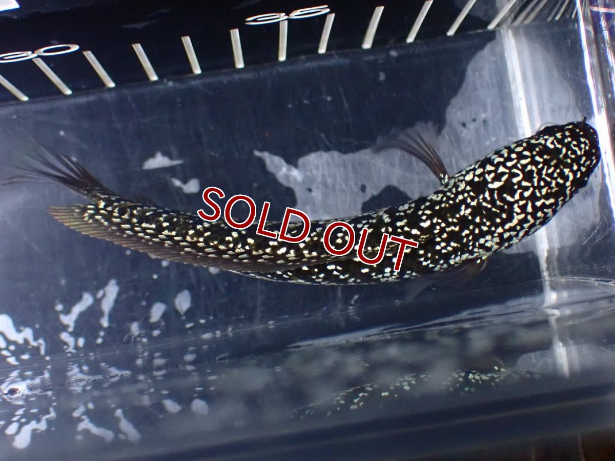 画像9: 【淡水魚】【通販】激レア No2 火山雷龍(Fire mountain)【個体販売】(±13cm)(生体)(熱帯魚)NKO (9)