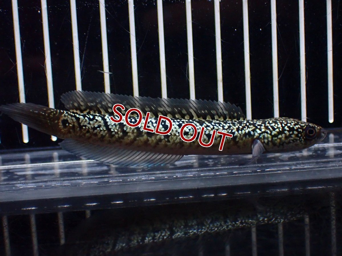 画像1: 【淡水魚】【通販】激レア No1 金天目(Gold tenmoku)【個体販売】(±10cm)(大型魚・スネークヘッド)(生体)(熱帯魚)NKO (1)