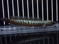 画像1: 【淡水魚】【通販】激レア No1 金天目(Gold tenmoku)【個体販売】(±10cm)(大型魚・スネークヘッド)(生体)(熱帯魚)NKO (1)