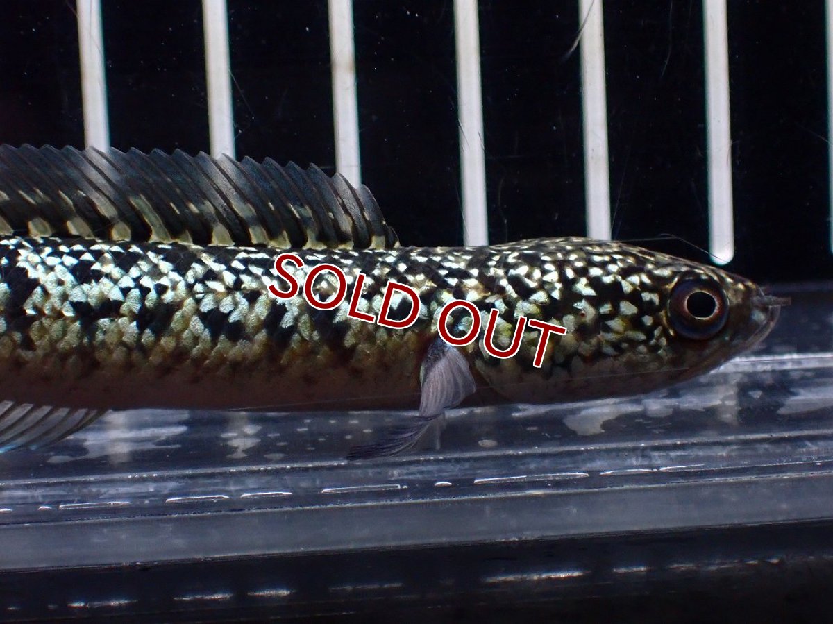 画像2: 【淡水魚】【通販】激レア No1 金天目(Gold tenmoku)【個体販売】(±10cm)(大型魚・スネークヘッド)(生体)(熱帯魚)NKO (2)