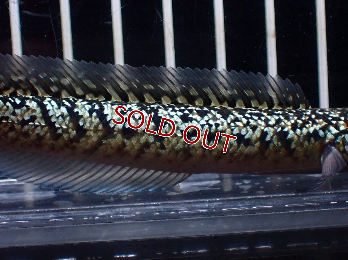 画像3: 【淡水魚】【通販】激レア No1 金天目(Gold tenmoku)【個体販売】(±10cm)(大型魚・スネークヘッド)(生体)(熱帯魚)NKO (3)