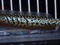画像3: 【淡水魚】【通販】激レア No1 金天目(Gold tenmoku)【個体販売】(±10cm)(大型魚・スネークヘッド)(生体)(熱帯魚)NKO (3)