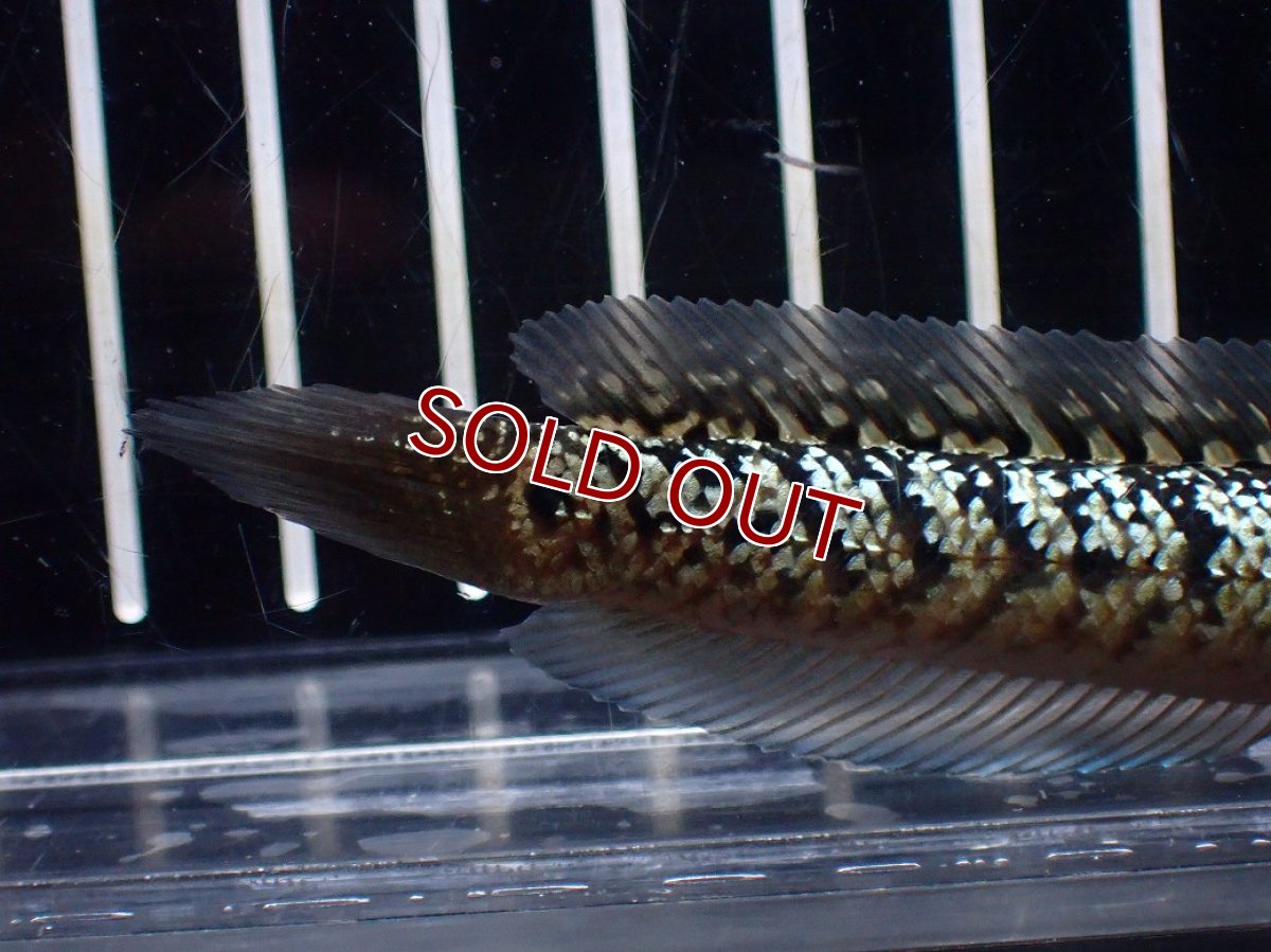 画像4: 【淡水魚】【通販】激レア No1 金天目(Gold tenmoku)【個体販売】(±10cm)(大型魚・スネークヘッド)(生体)(熱帯魚)NKO (4)
