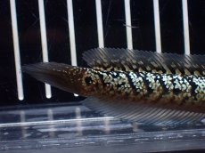 画像4: 【淡水魚】【通販】激レア No1 金天目(Gold tenmoku)【個体販売】(±10cm)(大型魚・スネークヘッド)(生体)(熱帯魚)NKO (4)