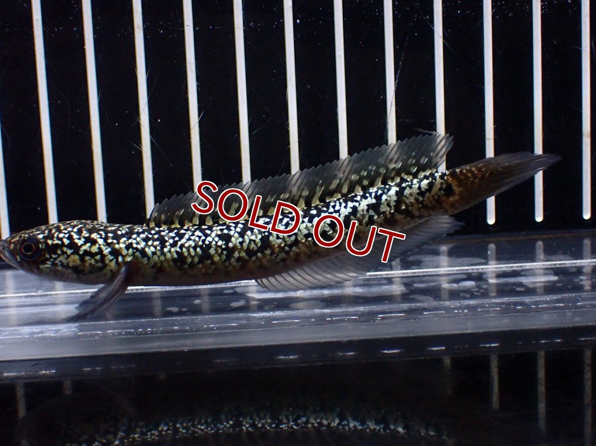 画像5: 【淡水魚】【通販】激レア No1 金天目(Gold tenmoku)【個体販売】(±10cm)(大型魚・スネークヘッド)(生体)(熱帯魚)NKO (5)