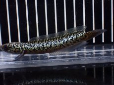 画像5: 【淡水魚】【通販】激レア No1 金天目(Gold tenmoku)【個体販売】(±10cm)(大型魚・スネークヘッド)(生体)(熱帯魚)NKO (5)