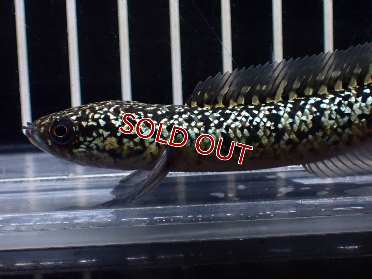 画像6: 【淡水魚】【通販】激レア No1 金天目(Gold tenmoku)【個体販売】(±10cm)(大型魚・スネークヘッド)(生体)(熱帯魚)NKO (6)