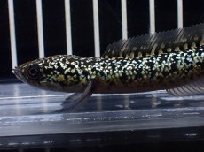 画像6: 【淡水魚】【通販】激レア No1 金天目(Gold tenmoku)【個体販売】(±10cm)(大型魚・スネークヘッド)(生体)(熱帯魚)NKO (6)