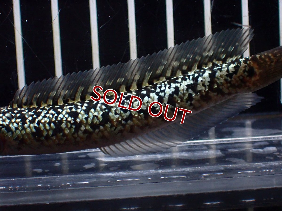 画像7: 【淡水魚】【通販】激レア No1 金天目(Gold tenmoku)【個体販売】(±10cm)(大型魚・スネークヘッド)(生体)(熱帯魚)NKO (7)
