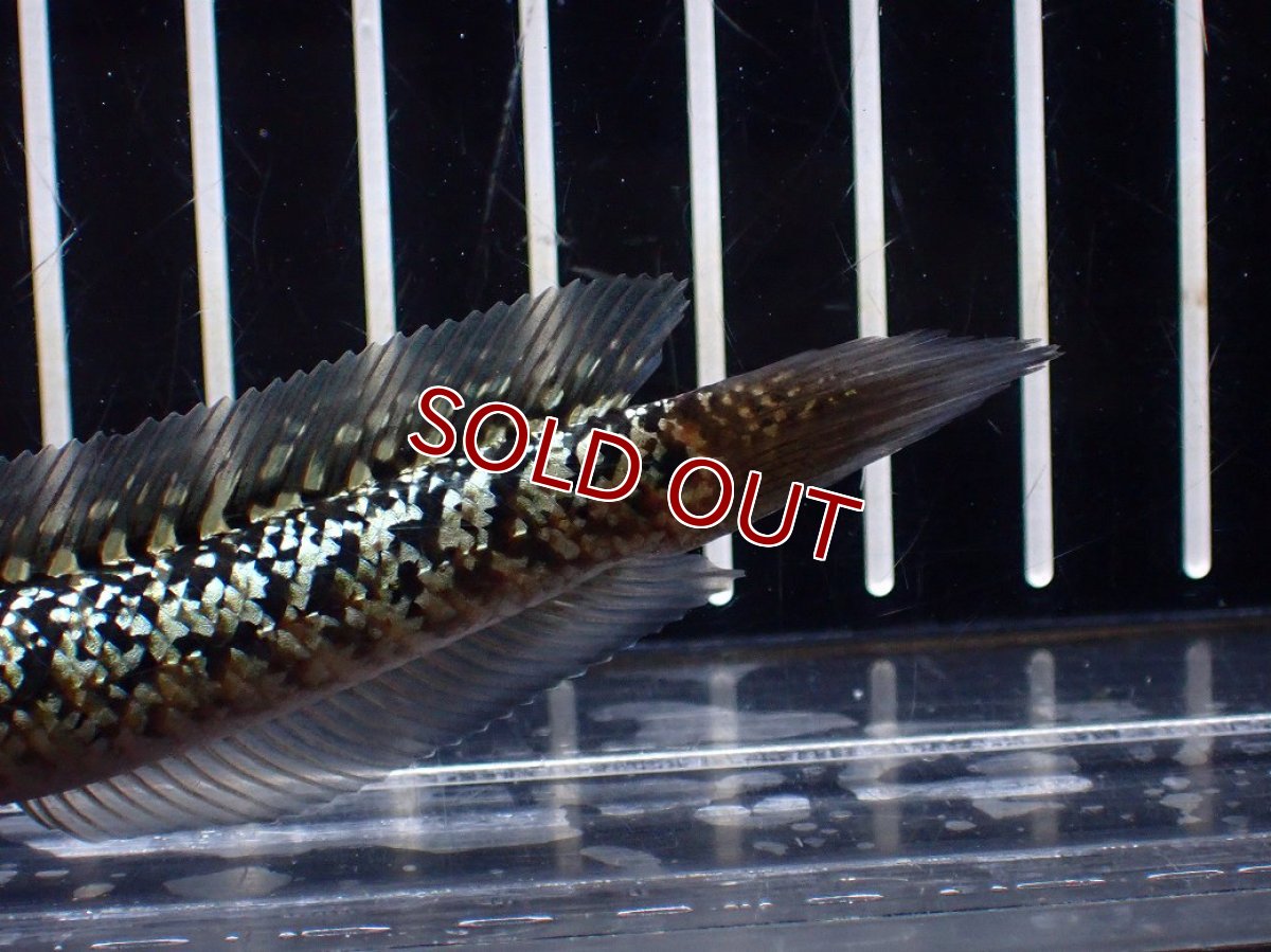 画像8: 【淡水魚】【通販】激レア No1 金天目(Gold tenmoku)【個体販売】(±10cm)(大型魚・スネークヘッド)(生体)(熱帯魚)NKO (8)