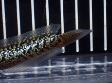 画像8: 【淡水魚】【通販】激レア No1 金天目(Gold tenmoku)【個体販売】(±10cm)(大型魚・スネークヘッド)(生体)(熱帯魚)NKO (8)