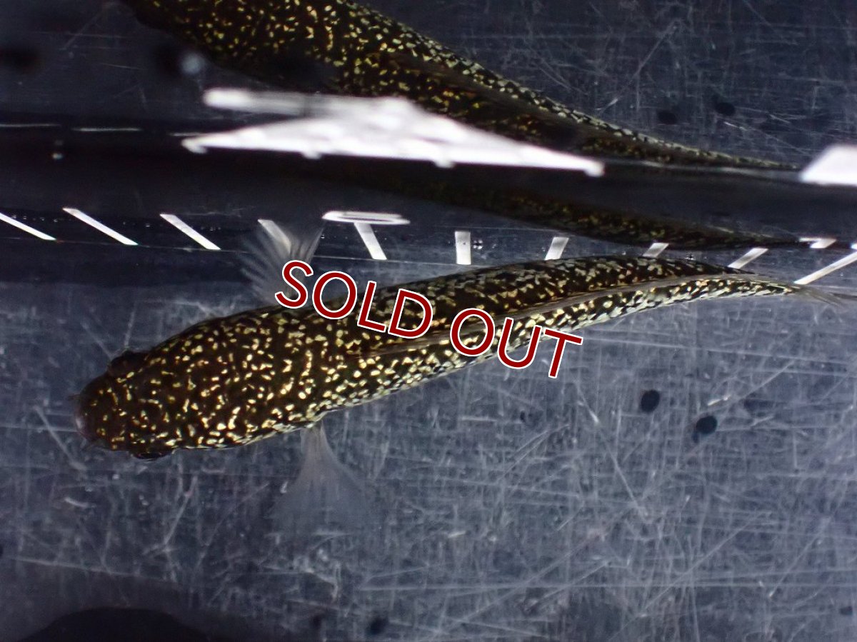 画像9: 【淡水魚】【通販】激レア No1 金天目(Gold tenmoku)【個体販売】(±10cm)(大型魚・スネークヘッド)(生体)(熱帯魚)NKO (9)