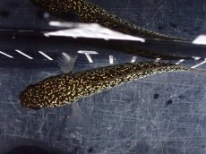 画像9: 【淡水魚】【通販】激レア No1 金天目(Gold tenmoku)【個体販売】(±10cm)(大型魚・スネークヘッド)(生体)(熱帯魚)NKO (9)