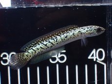 画像1: 【淡水魚】【通販】激レア No2 金天目(Gold tenmoku)【個体販売】(±10cm)(大型魚・スネークヘッド)(生体)(熱帯魚)NKO (1)