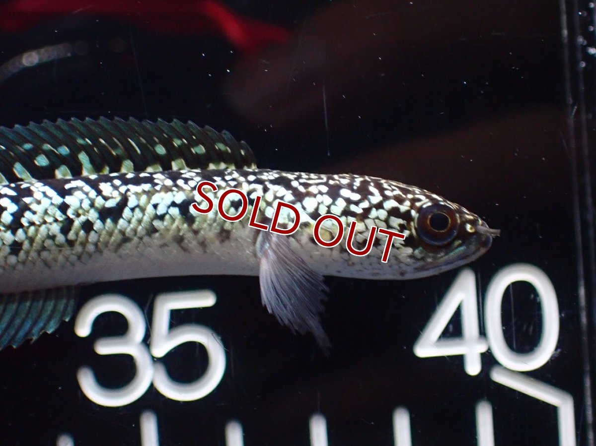 画像2: 【淡水魚】【通販】激レア No2 金天目(Gold tenmoku)【個体販売】(±10cm)(大型魚・スネークヘッド)(生体)(熱帯魚)NKO (2)