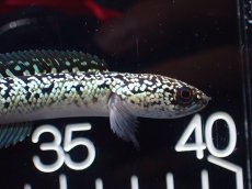 画像2: 【淡水魚】【通販】激レア No2 金天目(Gold tenmoku)【個体販売】(±10cm)(大型魚・スネークヘッド)(生体)(熱帯魚)NKO (2)