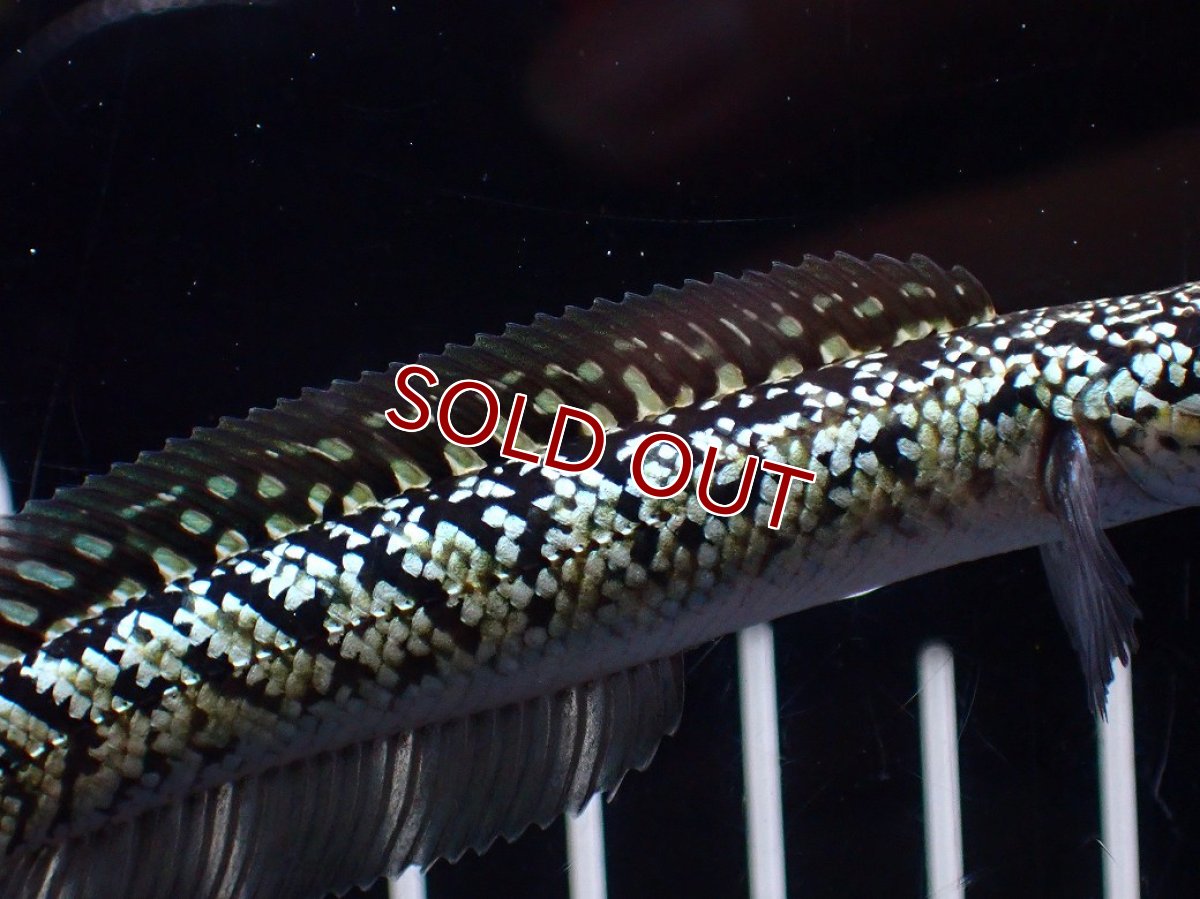 画像3: 【淡水魚】【通販】激レア No2 金天目(Gold tenmoku)【個体販売】(±10cm)(大型魚・スネークヘッド)(生体)(熱帯魚)NKO (3)