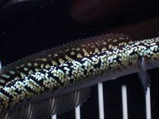 画像3: 【淡水魚】【通販】激レア No2 金天目(Gold tenmoku)【個体販売】(±10cm)(大型魚・スネークヘッド)(生体)(熱帯魚)NKO (3)