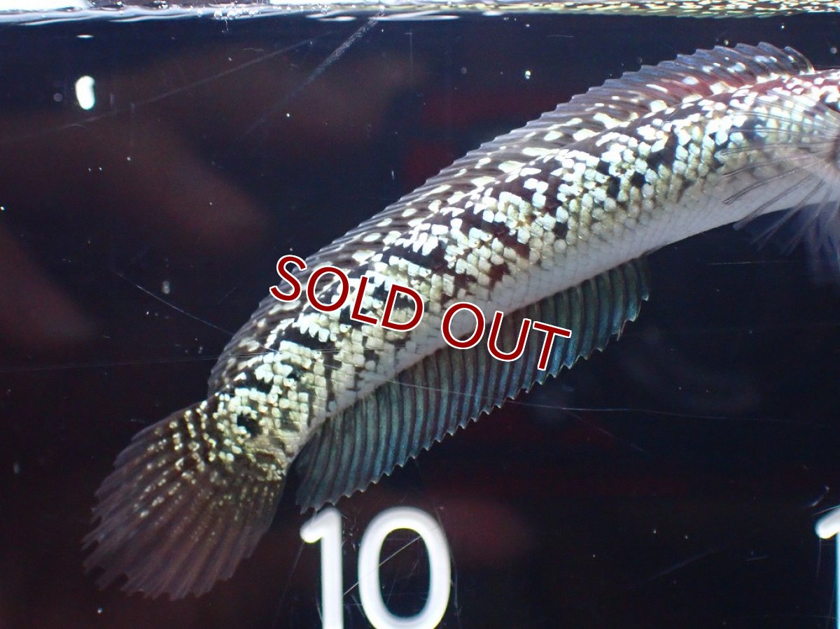 画像4: 【淡水魚】【通販】激レア No2 金天目(Gold tenmoku)【個体販売】(±10cm)(大型魚・スネークヘッド)(生体)(熱帯魚)NKO (4)
