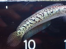 画像4: 【淡水魚】【通販】激レア No2 金天目(Gold tenmoku)【個体販売】(±10cm)(大型魚・スネークヘッド)(生体)(熱帯魚)NKO (4)