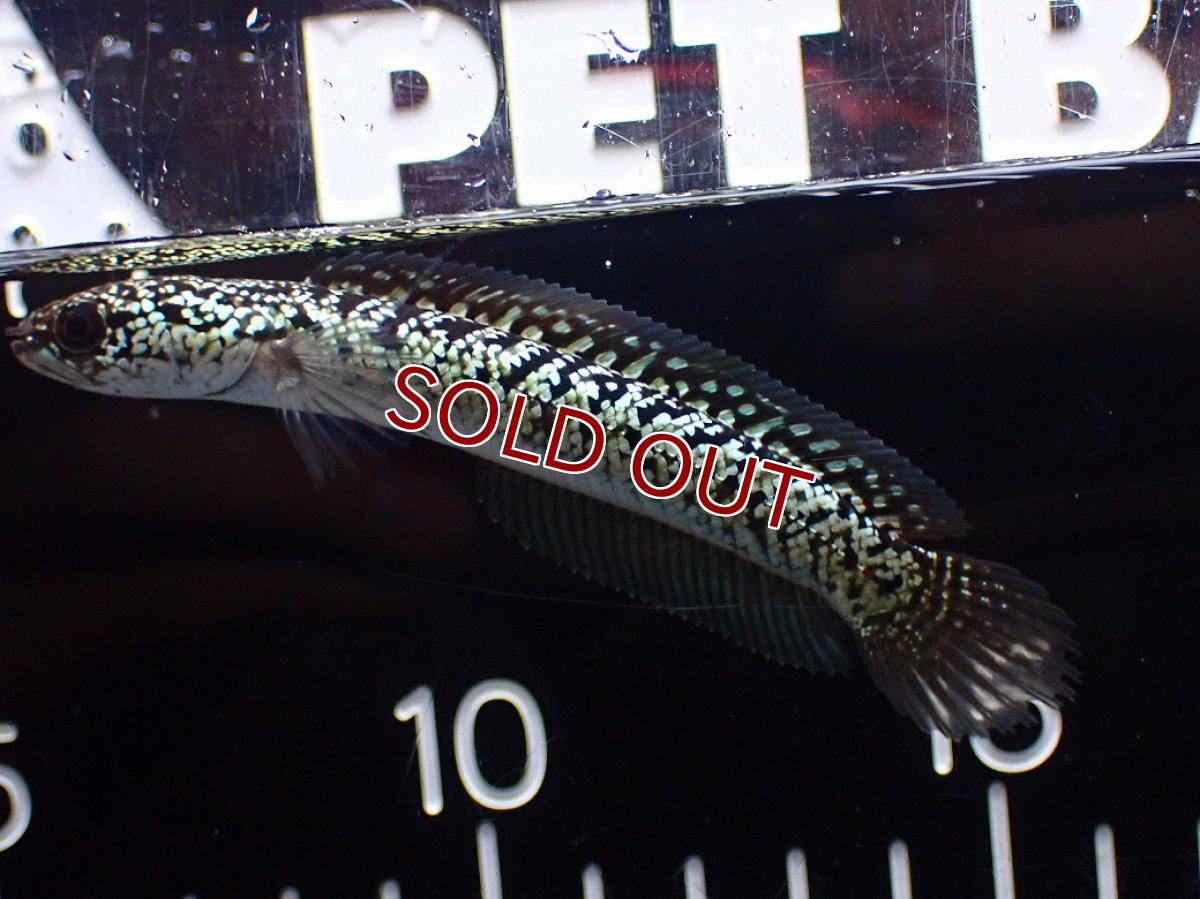 画像5: 【淡水魚】【通販】激レア No2 金天目(Gold tenmoku)【個体販売】(±10cm)(大型魚・スネークヘッド)(生体)(熱帯魚)NKO (5)