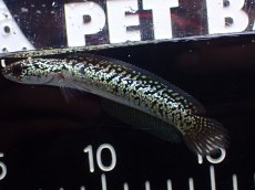 画像5: 【淡水魚】【通販】激レア No2 金天目(Gold tenmoku)【個体販売】(±10cm)(大型魚・スネークヘッド)(生体)(熱帯魚)NKO (5)