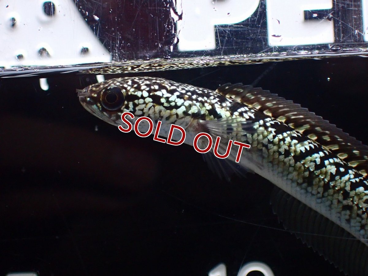 画像6: 【淡水魚】【通販】激レア No2 金天目(Gold tenmoku)【個体販売】(±10cm)(大型魚・スネークヘッド)(生体)(熱帯魚)NKO (6)