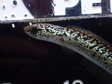 画像6: 【淡水魚】【通販】激レア No2 金天目(Gold tenmoku)【個体販売】(±10cm)(大型魚・スネークヘッド)(生体)(熱帯魚)NKO (6)
