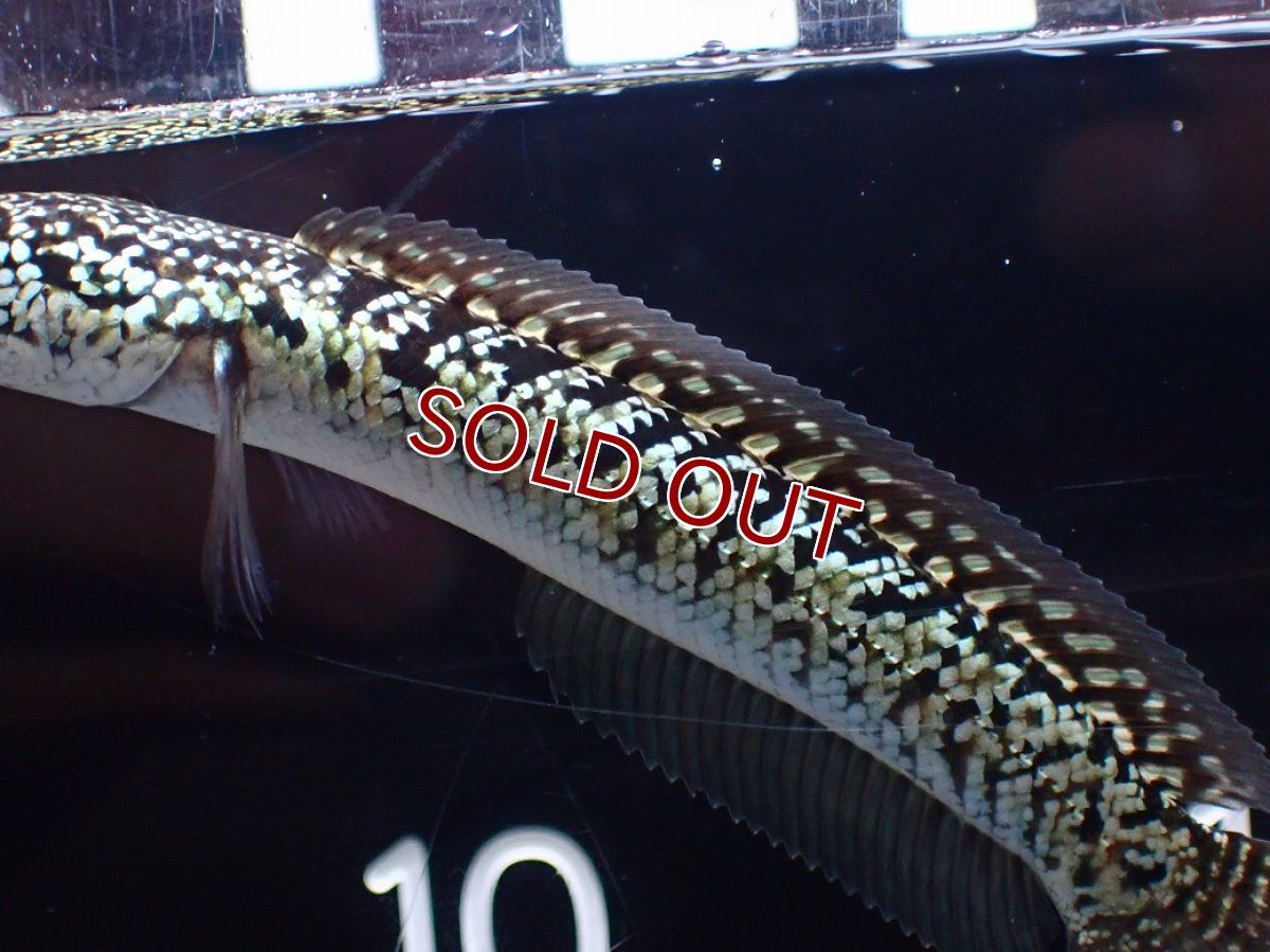 画像7: 【淡水魚】【通販】激レア No2 金天目(Gold tenmoku)【個体販売】(±10cm)(大型魚・スネークヘッド)(生体)(熱帯魚)NKO (7)