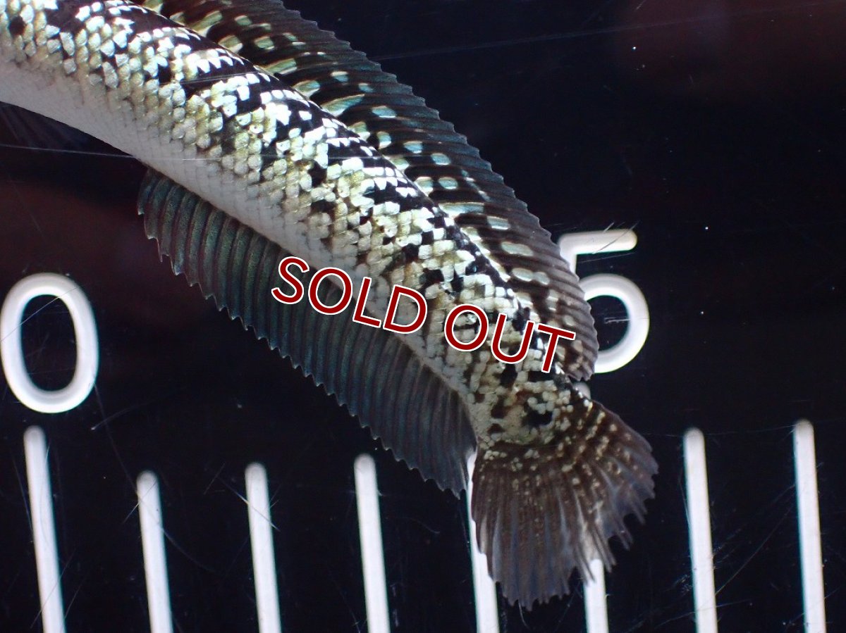 画像8: 【淡水魚】【通販】激レア No2 金天目(Gold tenmoku)【個体販売】(±10cm)(大型魚・スネークヘッド)(生体)(熱帯魚)NKO (8)