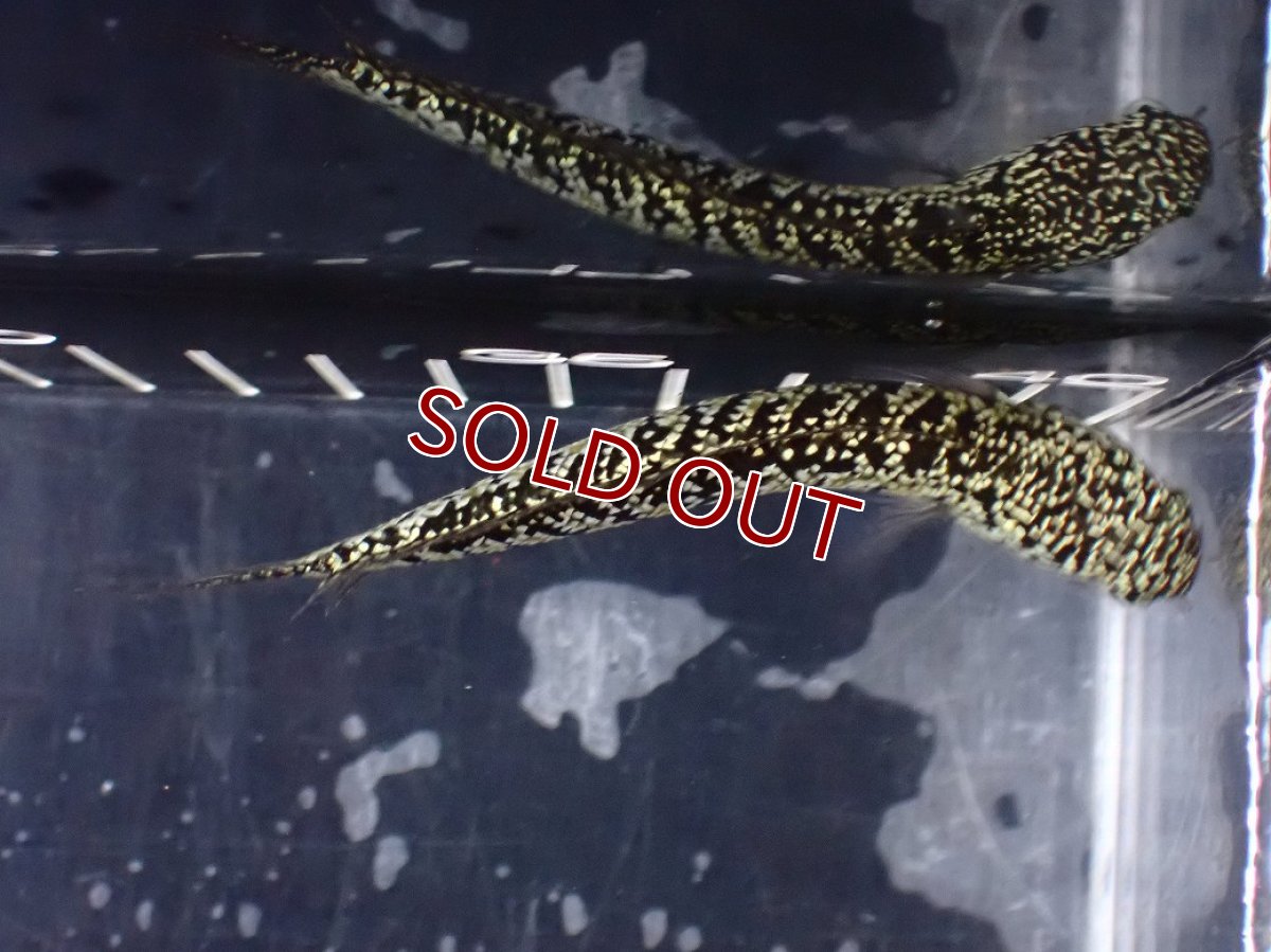 画像9: 【淡水魚】【通販】激レア No2 金天目(Gold tenmoku)【個体販売】(±10cm)(大型魚・スネークヘッド)(生体)(熱帯魚)NKO (9)